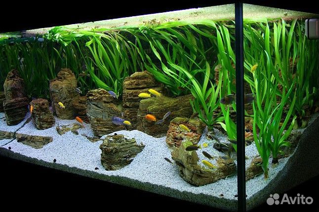 Обслуживание аквариумов