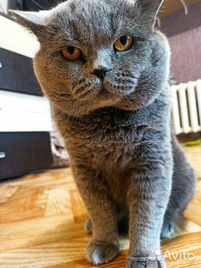Британский кот вязка