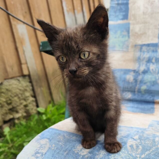 Котёнок в добрые руки