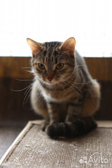 Кошка Леона в самые добрые руки из приюта