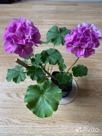 Сортовая герань