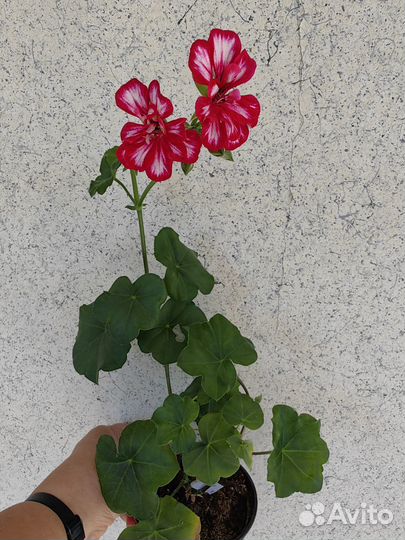 Герань пеларгония