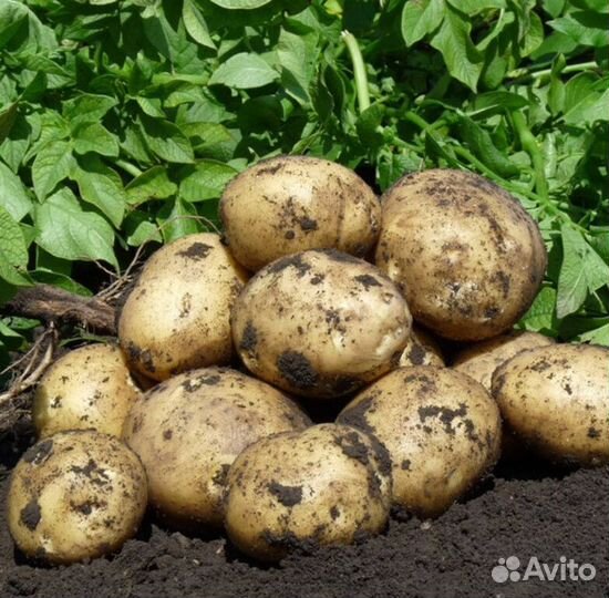 Картофель домашний Сорт Гала