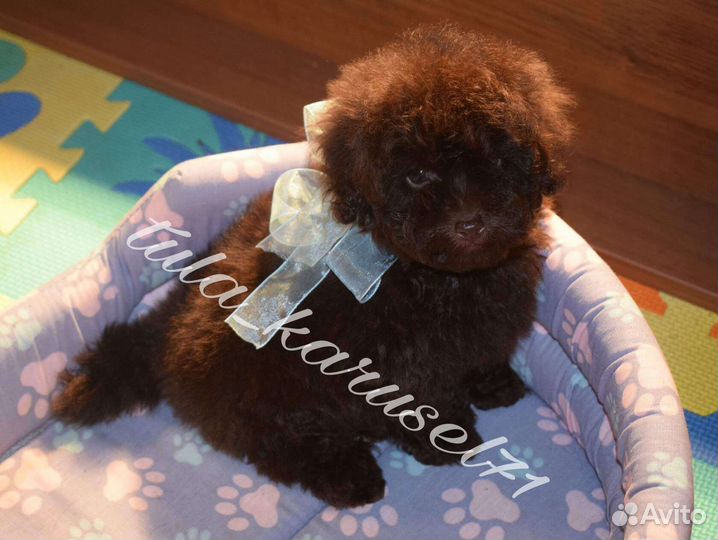 Шоколадные той пудель