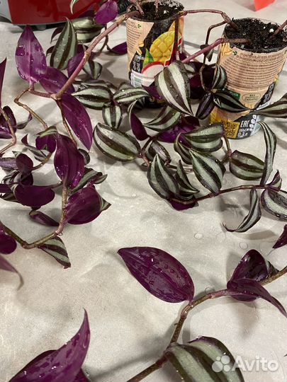 Традесканция