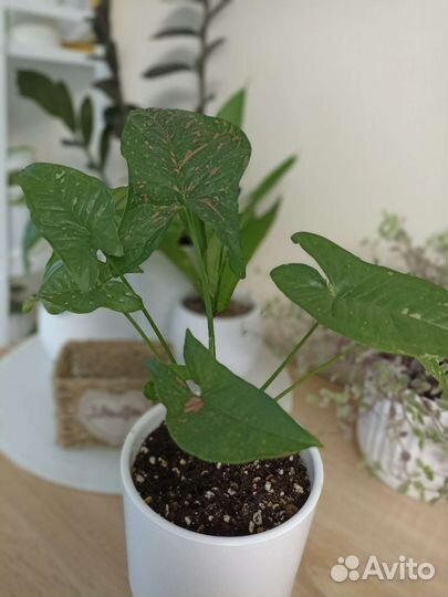 Сингониум Pink Splash