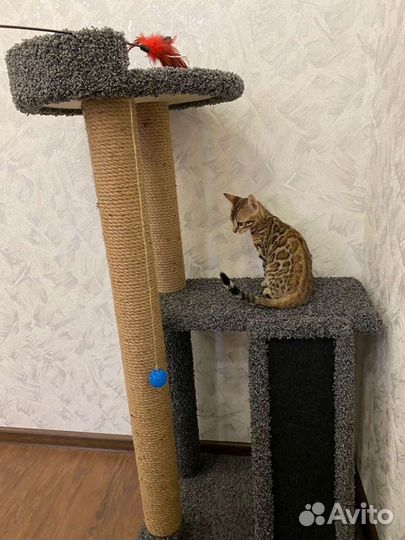 Когтеточка