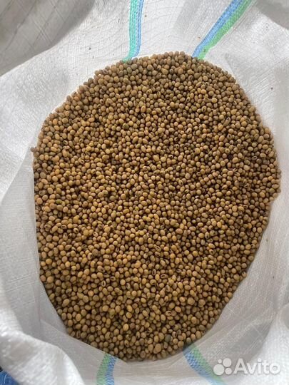 Семена Сои - Сорт Шама