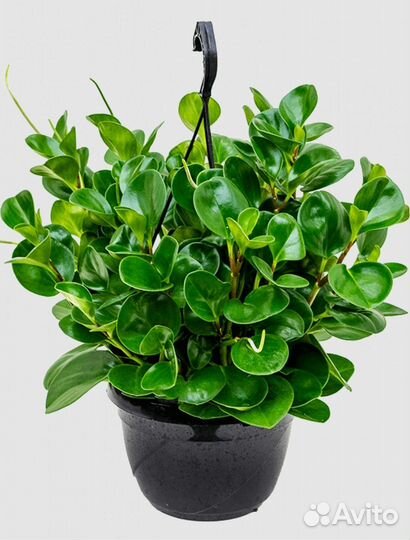 Пеперомия туполистная, Антуриум