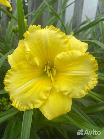 Лилейники сортовые