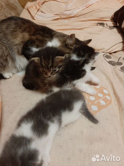 Котята в добрые руки