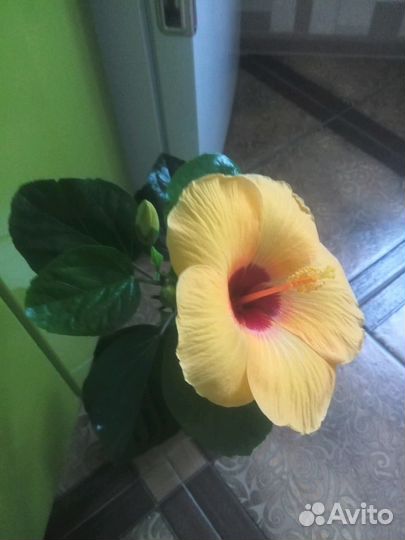 Гибискусы разные