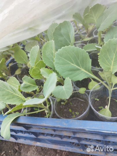 Капуста, огурцы, базилик