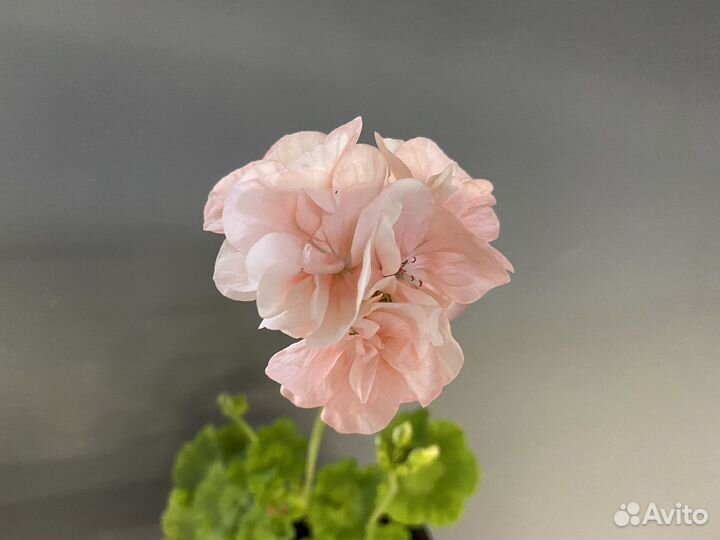 Обмен пионами