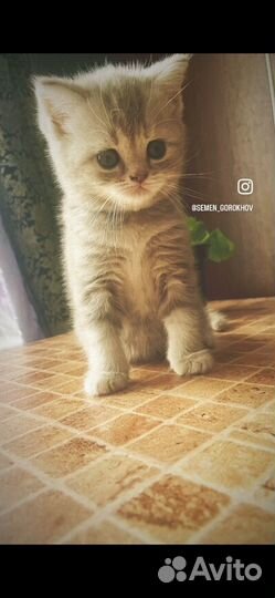 Британские котята
