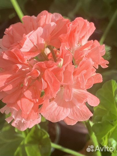 Пеларгония герань