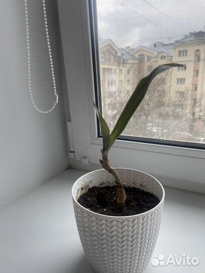 Комнатные цветы