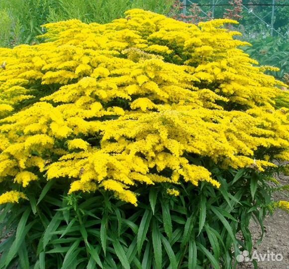 Золотарник