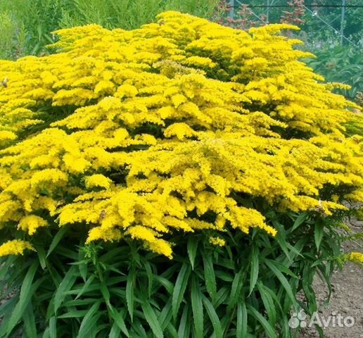 Золотарник