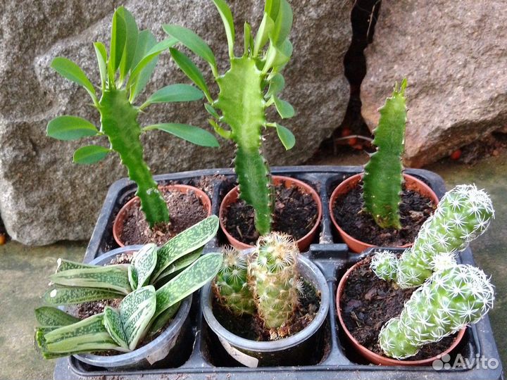 Суккуленты разные