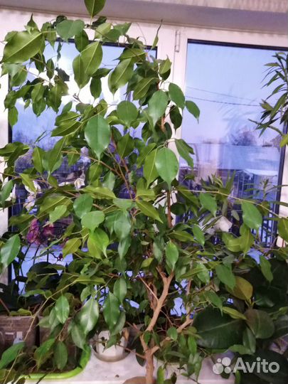 Комнатные цветы