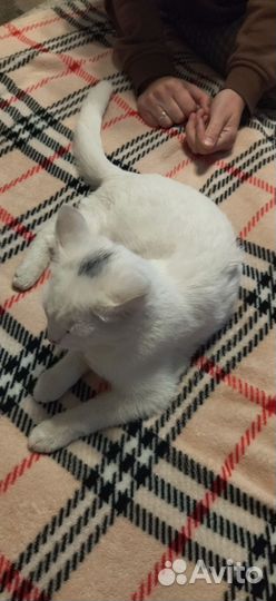 Кошка в добрые руки