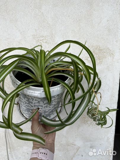 Хлорофитум, фикус, алоэ