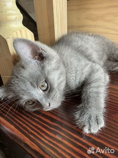 Кошечка от родителей шотландской породы