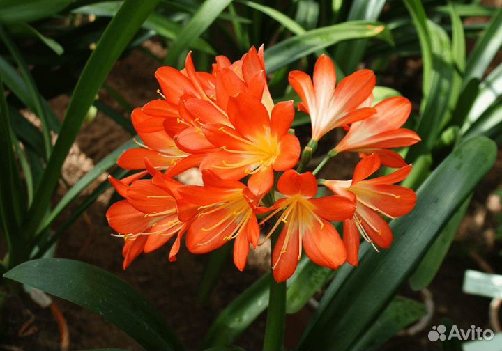 Кливия, взрослое растение