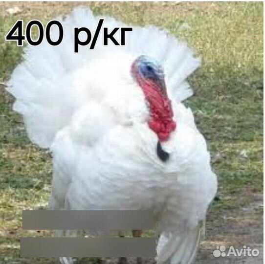 Индюки домашние