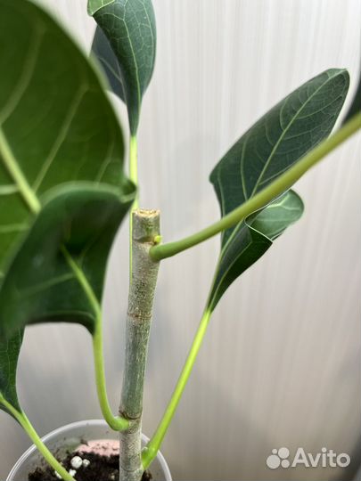 Фикус бенгальский Кришна