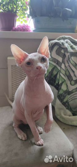 Канадский сфинкс. Котик 7 мес