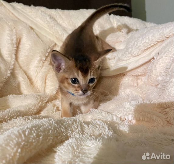 Абиссинская
