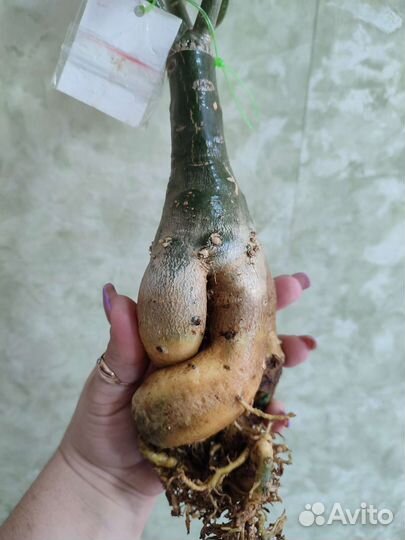 Адениумы(сортовые прививки)