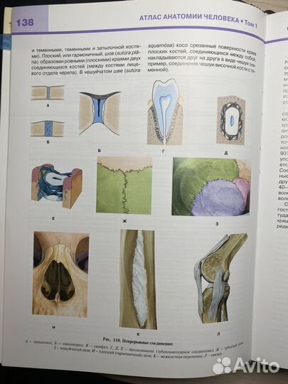 Атлас по анатомии