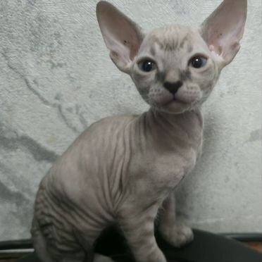 Донской сфинкс котёнок