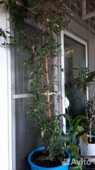 Комнатные цветы