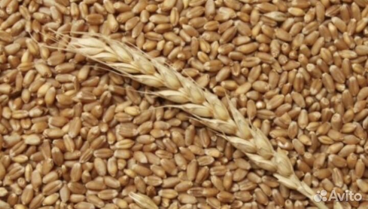 Пшеница целая и дробленая