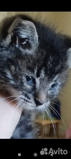 Котëнок 1,5 месяца