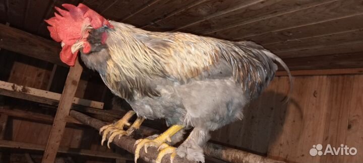 Куры петухи