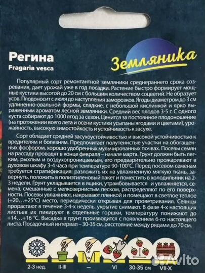 Рассада земляники