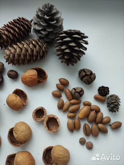 Шишки, орехи, жёлуди для поделок