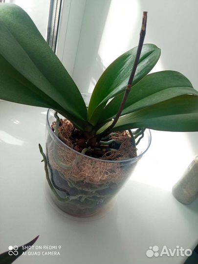 Орхидея фаленопсис Торино