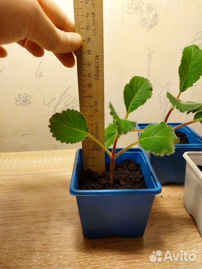 Глоксиния фиолетовая