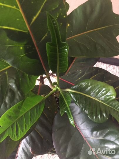 Кротон Кодеиум