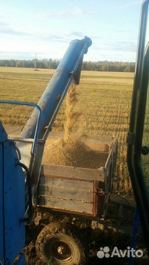 Зерно: овёс, ячмень