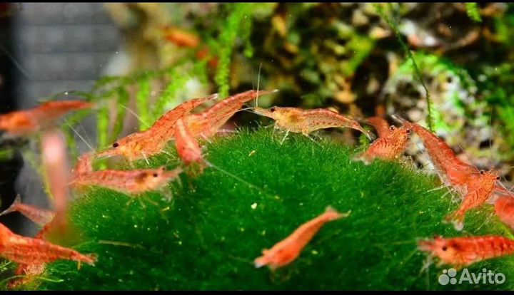 Креветки вишня