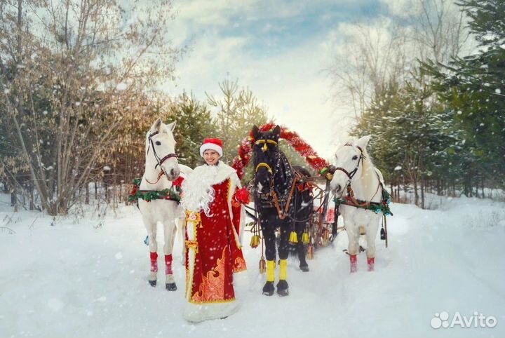 Прогулки на лошадях,санях