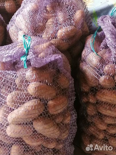 Продам картофель