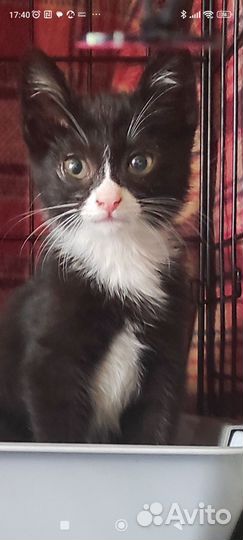 Котенок